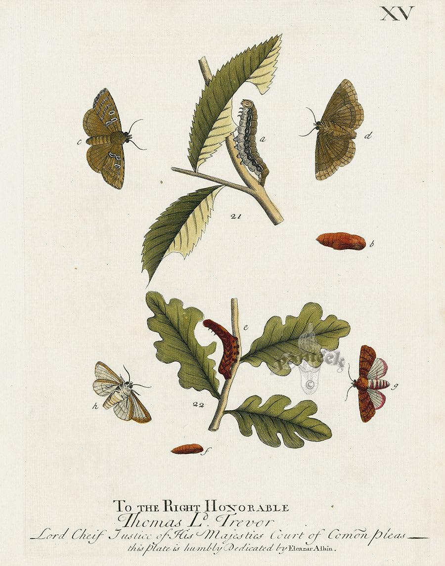Eleazar Albin 1724 Moth Print Thomas Ld. Trevor