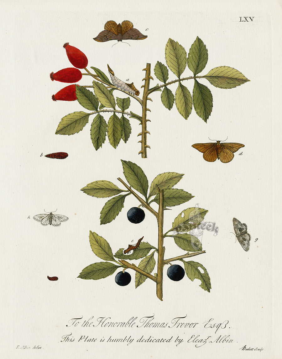 Eleazar Albin 1724 Moth Print Thomas Travor Esq