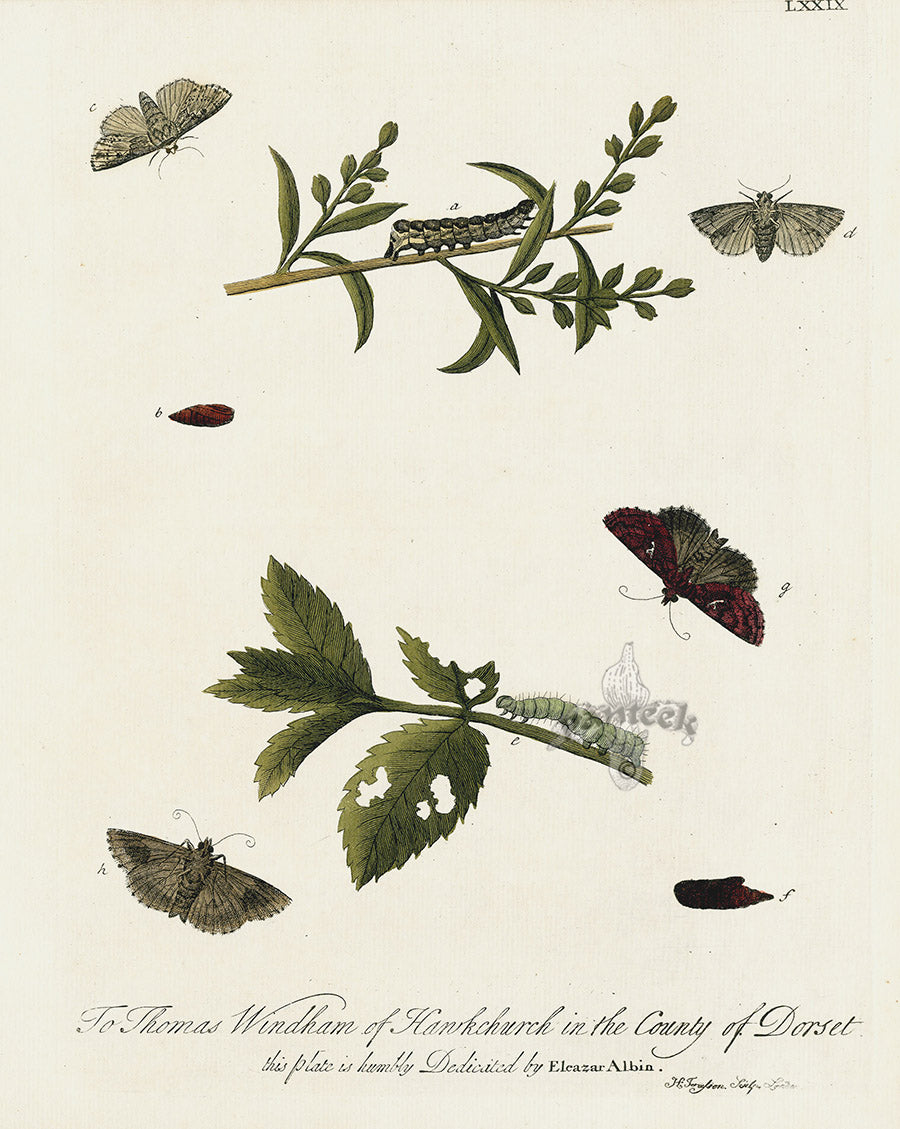 Eleazar Albin 1724 Moth Print Thomas Windham