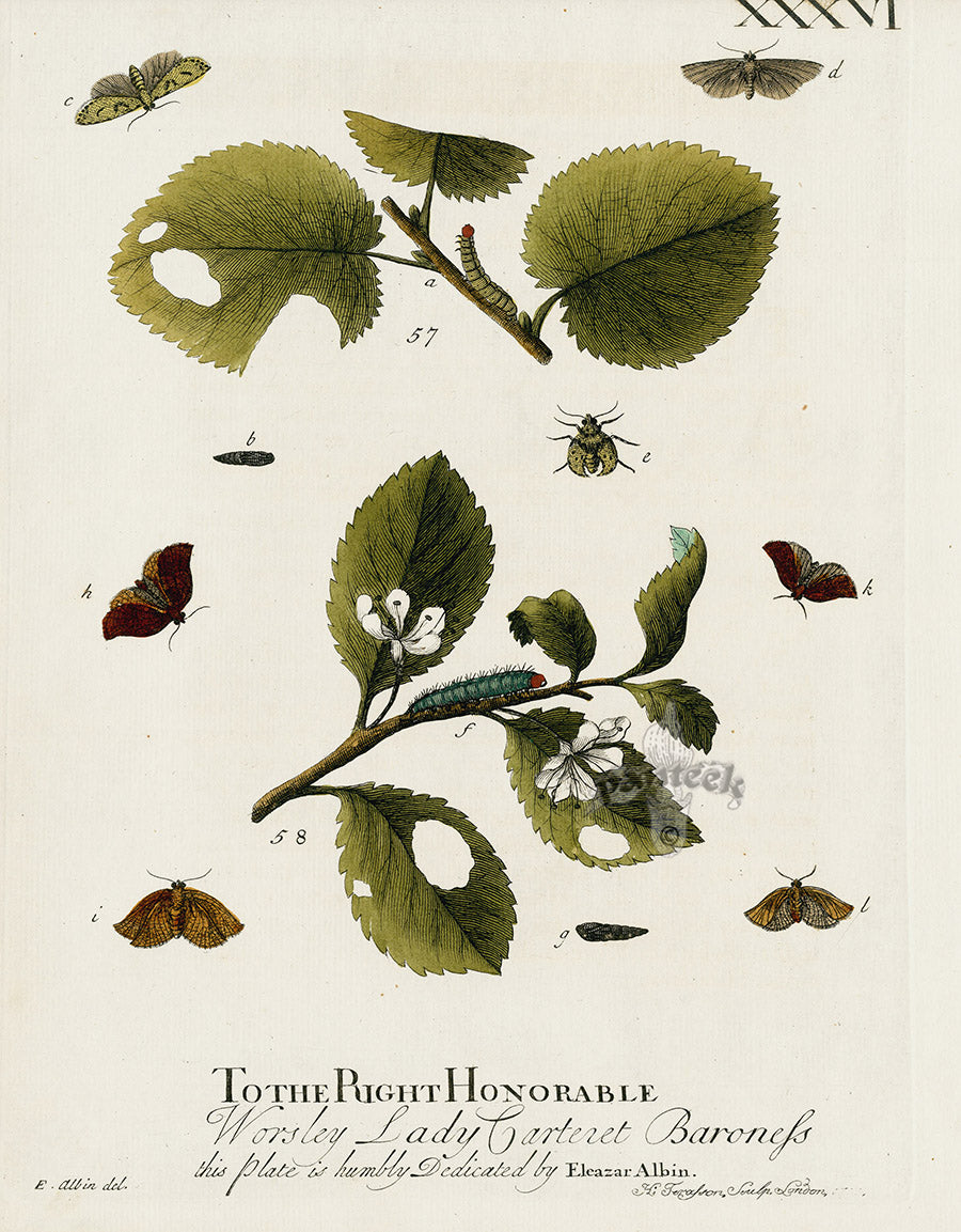 Eleazar Albin 1724 Moth Print Worsley Lady Carteret