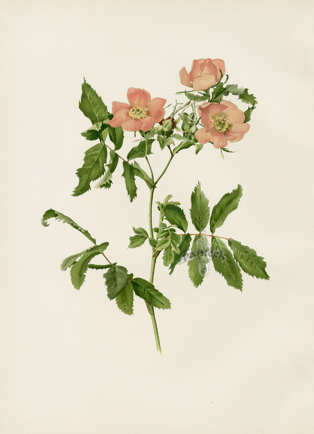 Ellen Willmott Roses 1914 Hudson's Bay