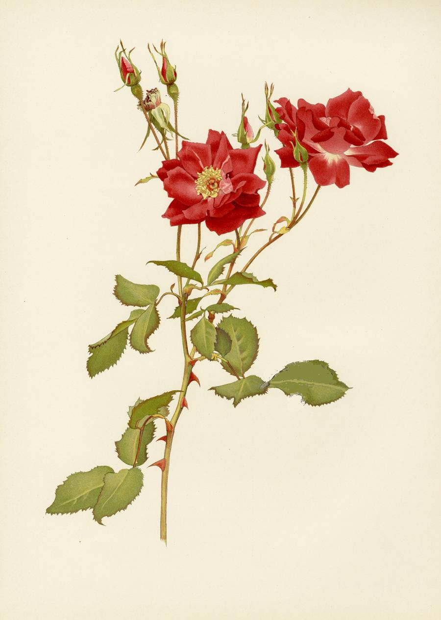 Ellen Willmott Roses 1914 Rosa Borbonica