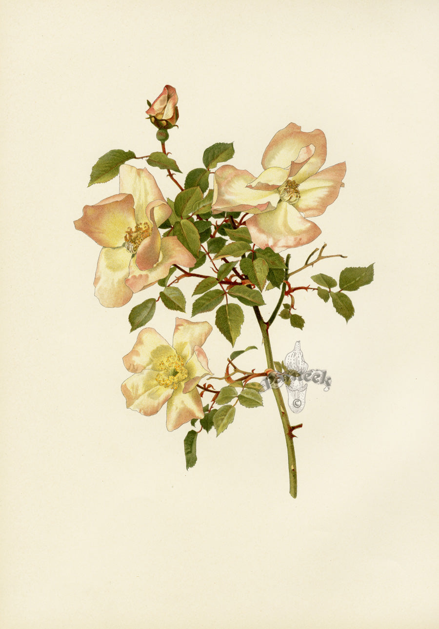 Ellen Willmott Roses 1914 Rosa Chinensis Gra