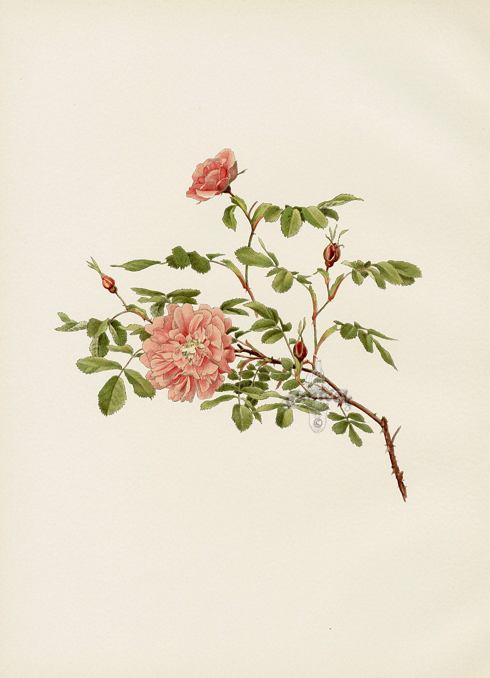 Ellen Willmott Roses 1914 Rosa Cinnamomea