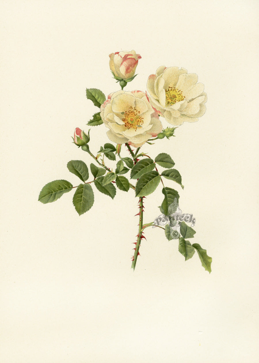 Ellen Willmott Roses 1914 Rosa Damascena