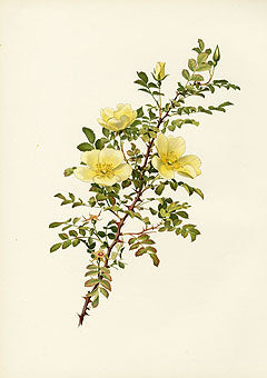 Ellen Willmott Roses 1914 Rosa Hugonis
