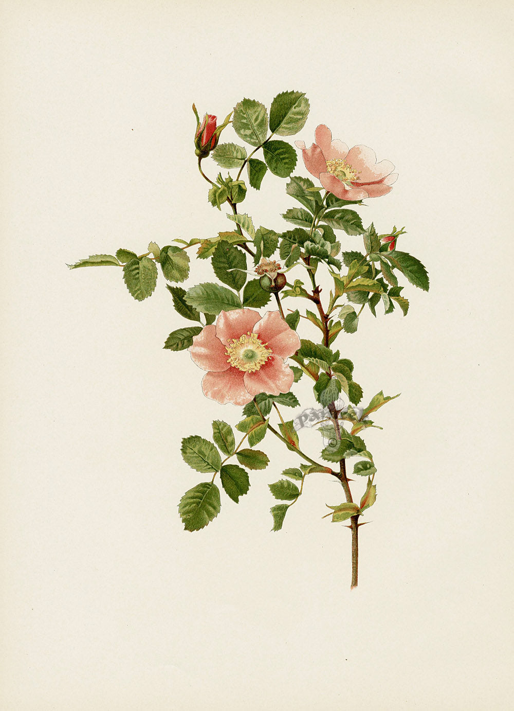 Ellen Willmott Roses 1914 Rosa Nutkana