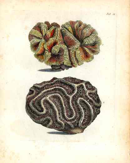 Ellis Antique Engraving Boulder Brain Coral