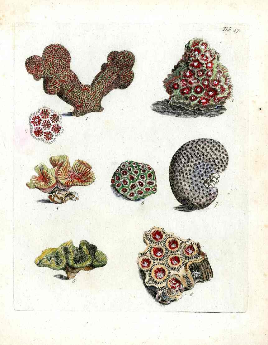 Ellis Antique Engraving Cauliflower Coral