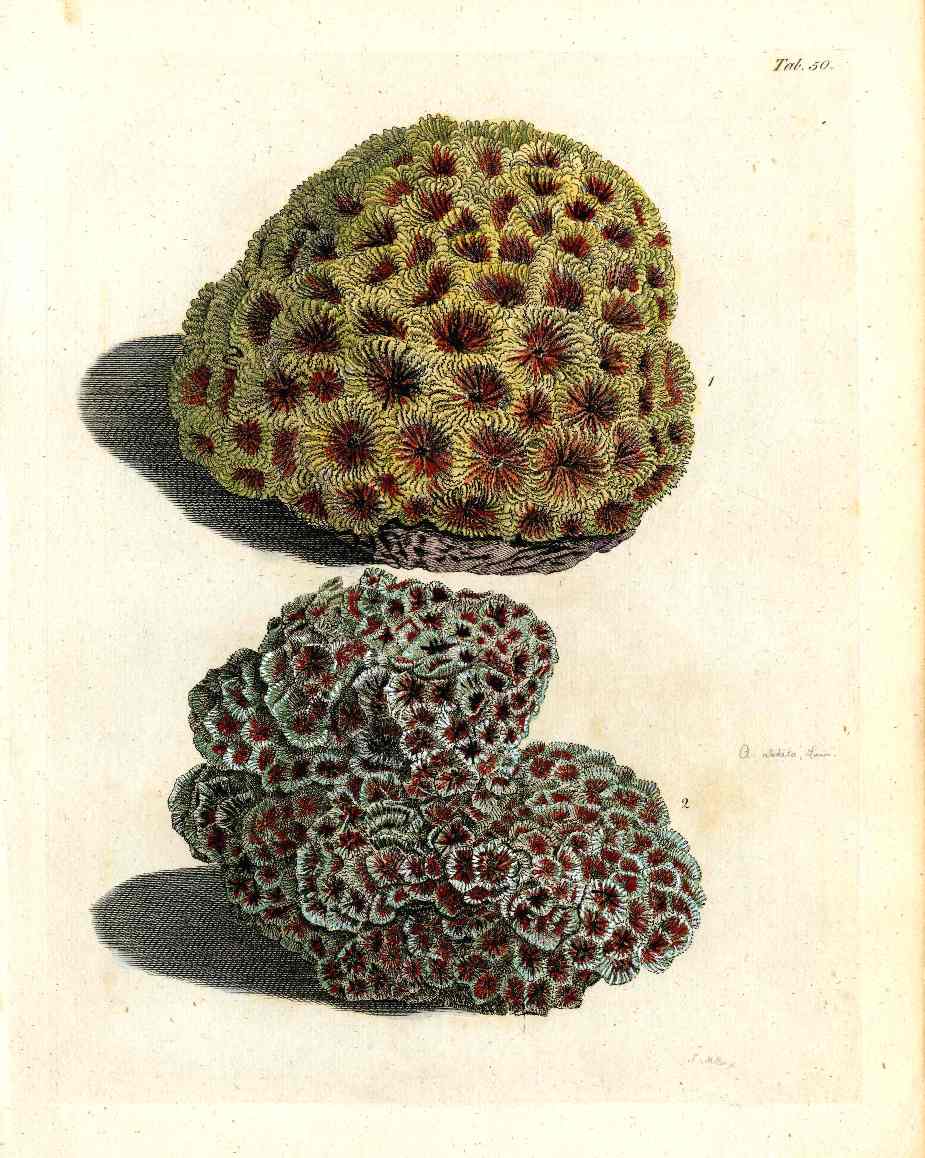 Ellis Antique Engraving Lobed Star Coral