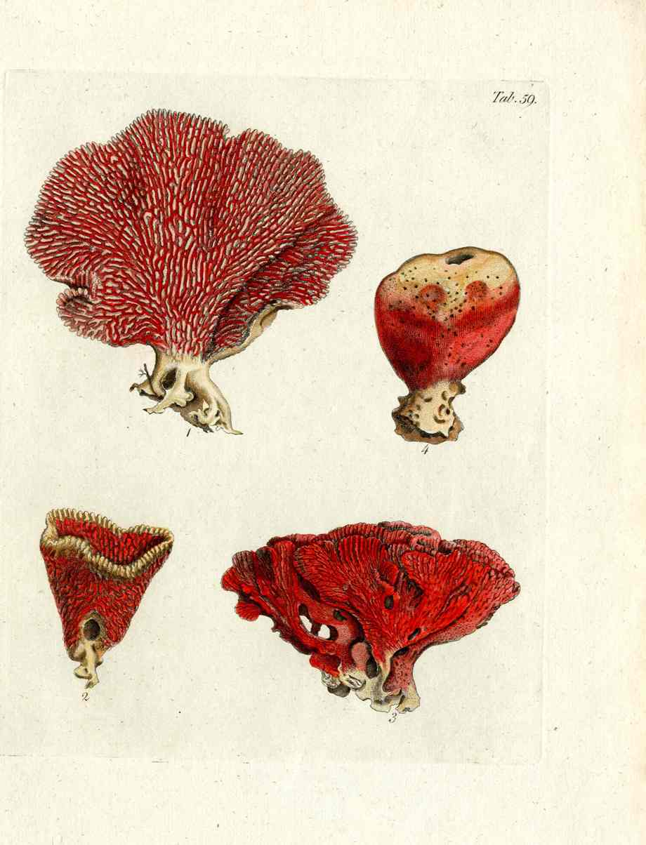 Ellis Antique Engraving Organ Pipe Coral