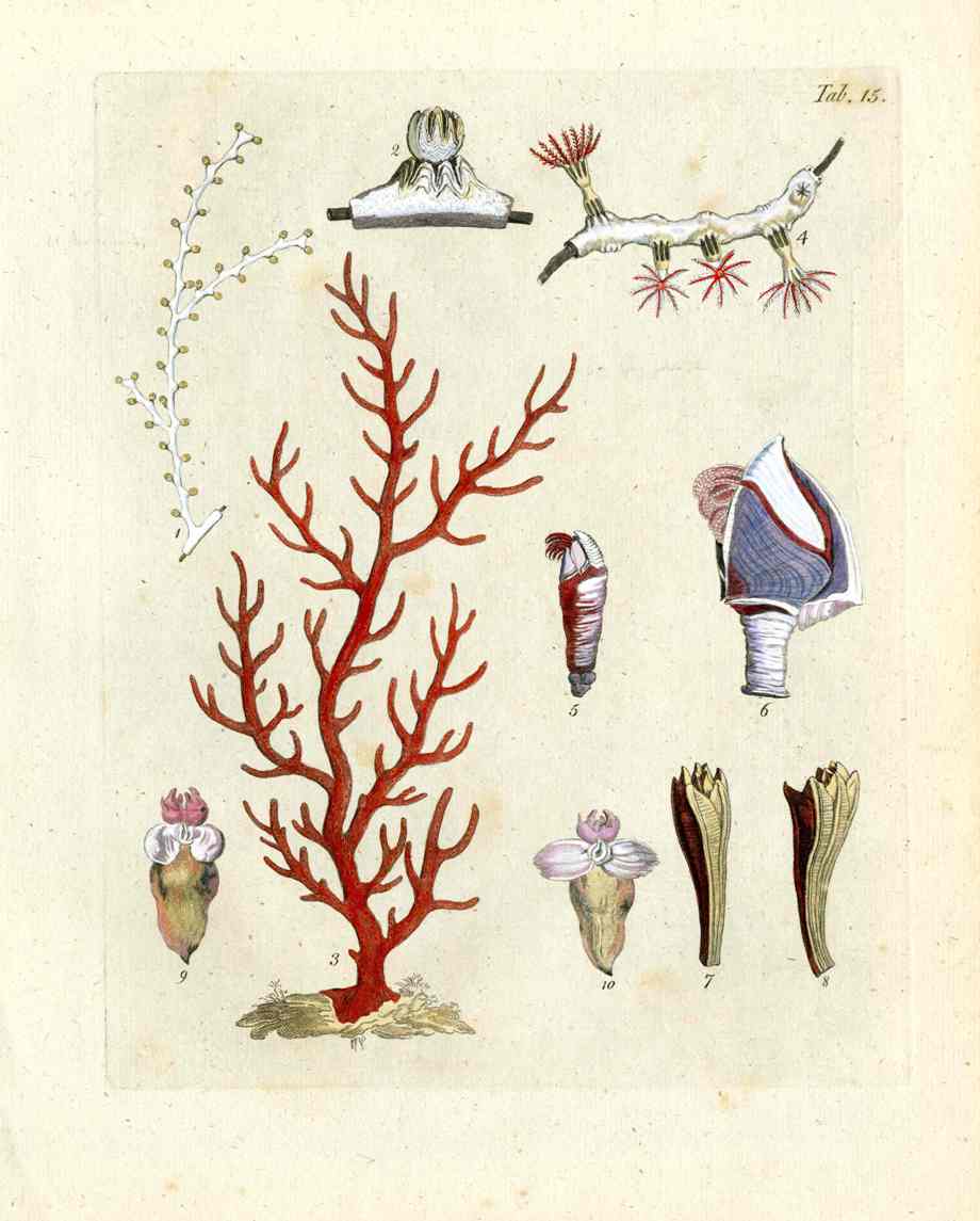 Ellis Antique Engraving Precious Coral