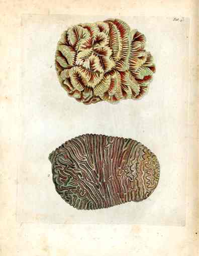 Ellis Antique Engraving Red Brain Coral