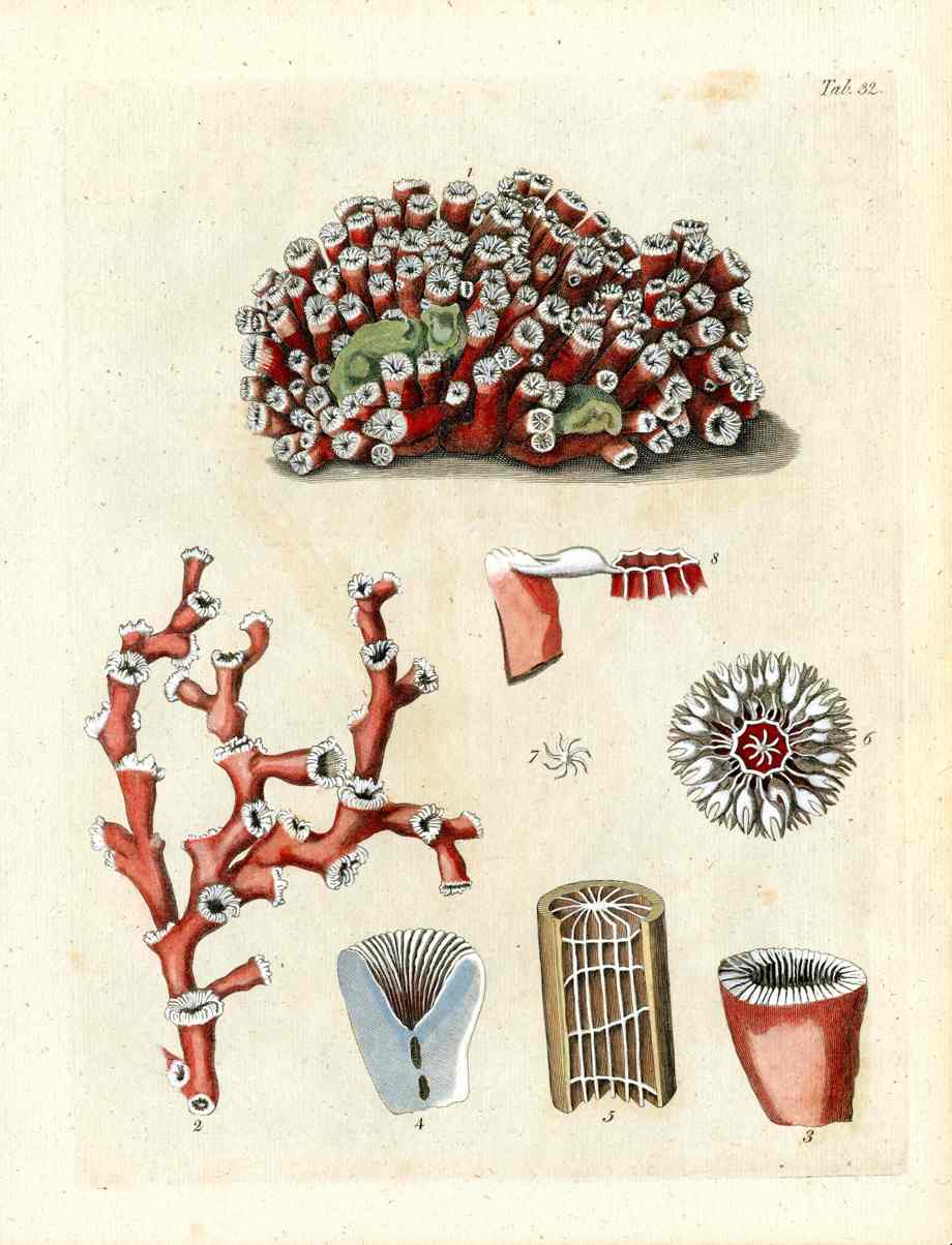 Ellis Antique Engraving Red Stony Coral