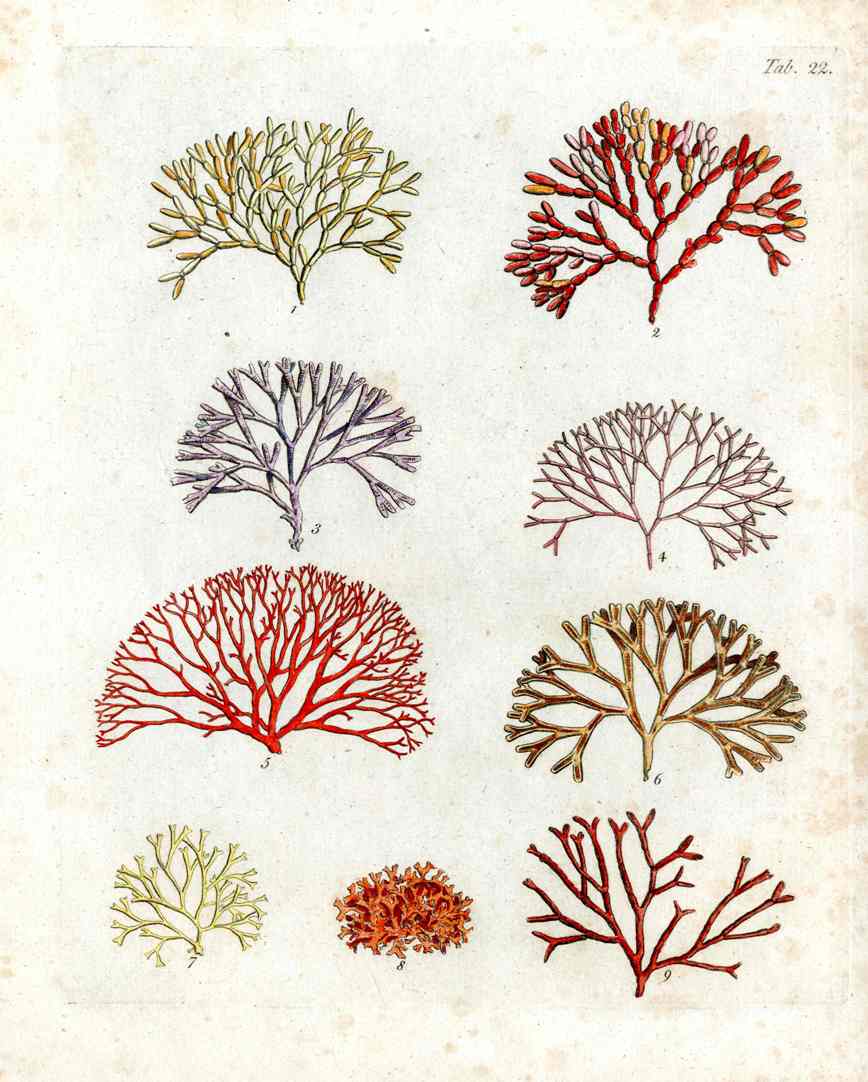 Ellis Antique Engraving Rhodophyta Seaweed