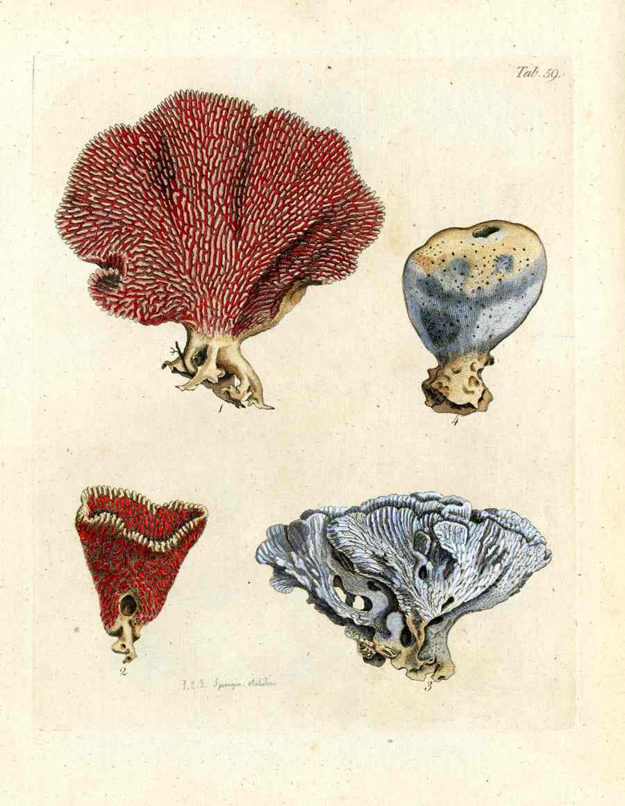 Ellis Antique Engraving Sea Sponges