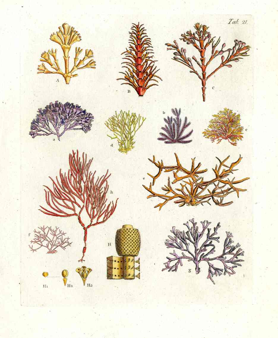 Ellis Antique Engraving Stony Corallines