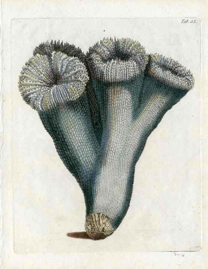 Ellis Antique Engraving Thistle Madrepore