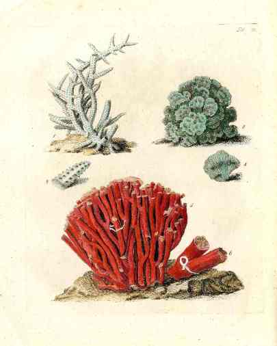 Ellis Antique Engraving White Coral