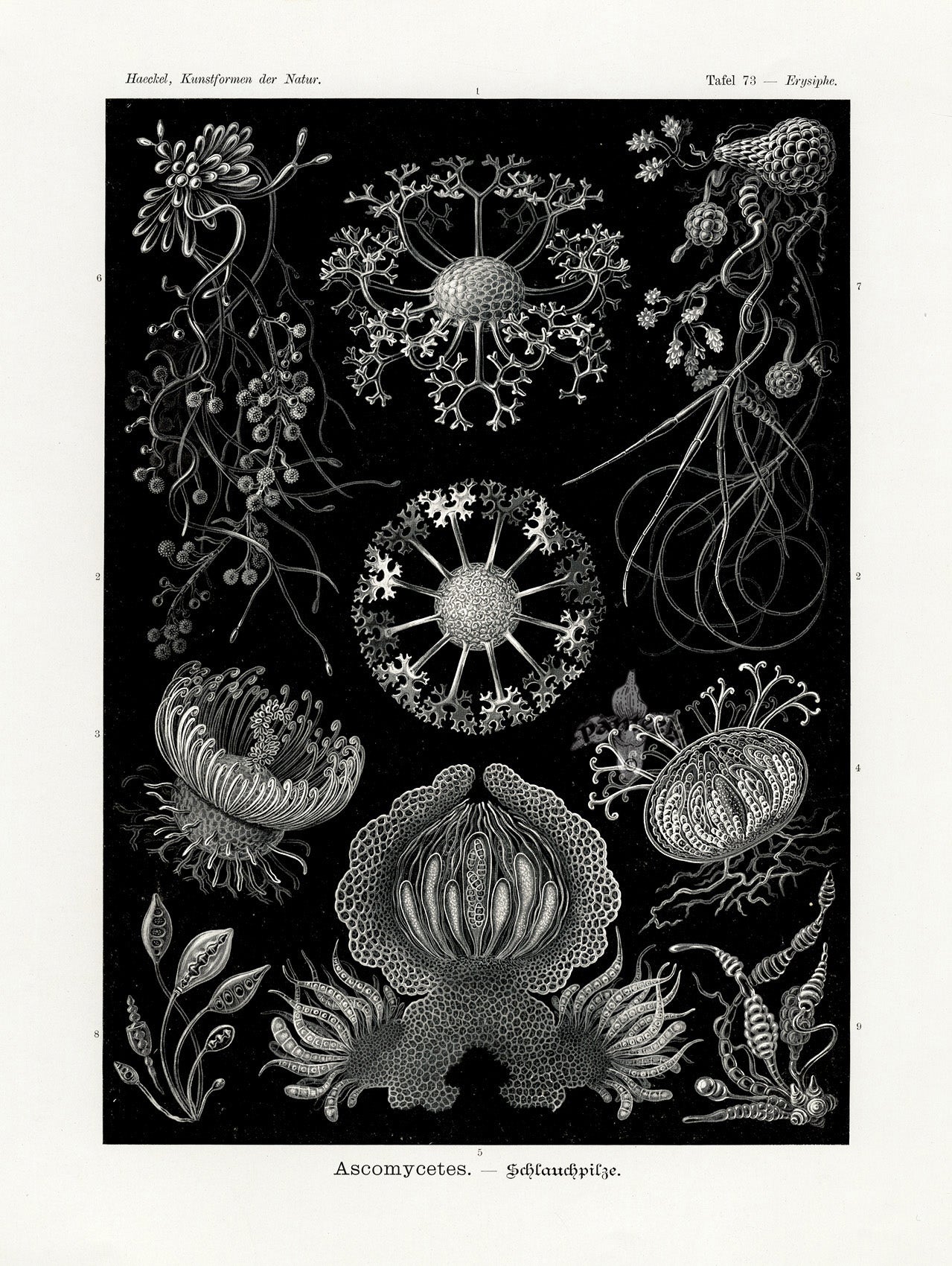 Ernst Haeckel Marine Life Shells Ascomycetes