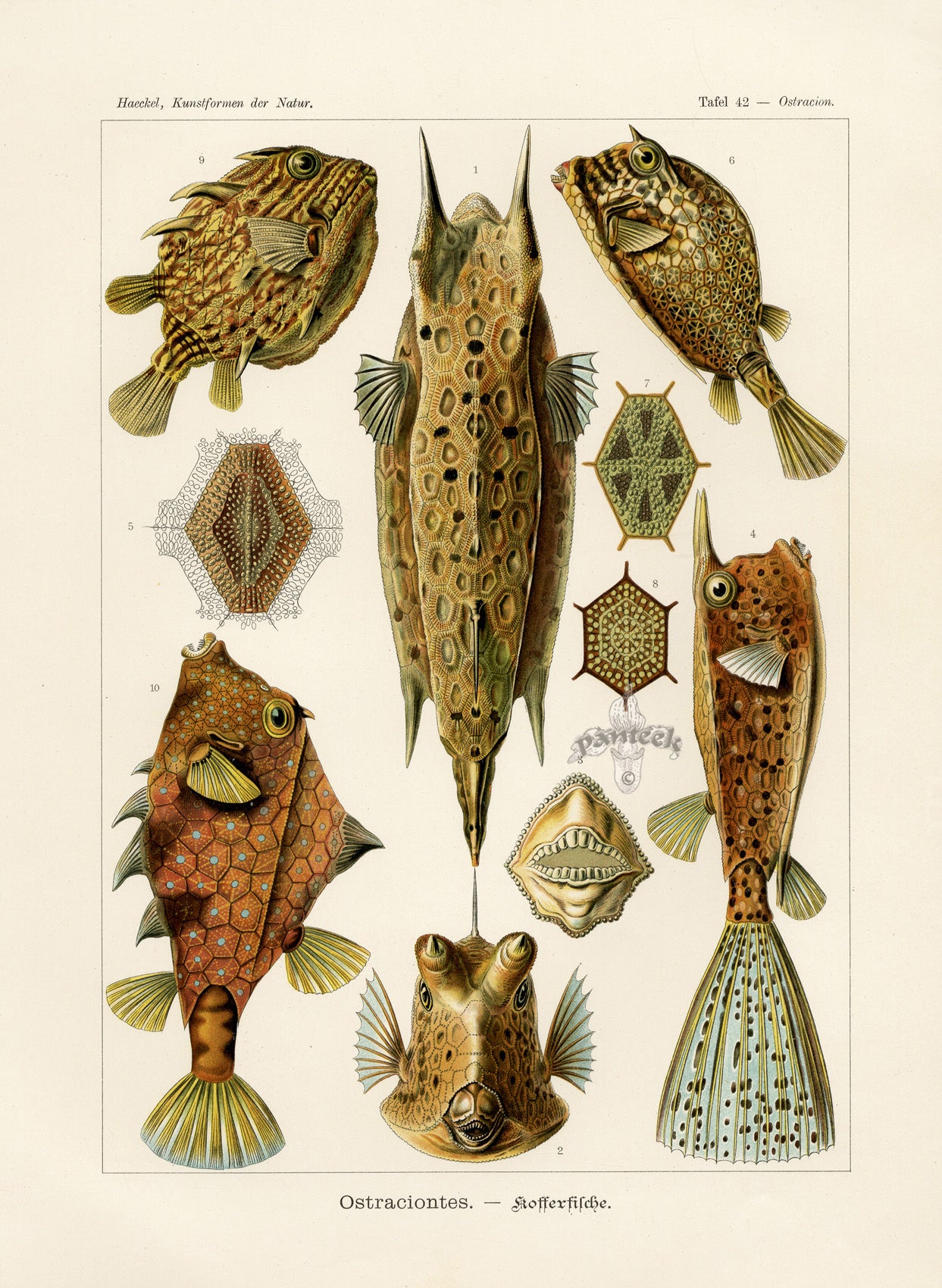 Ernst Haeckel Marine Life Shells Boxfish