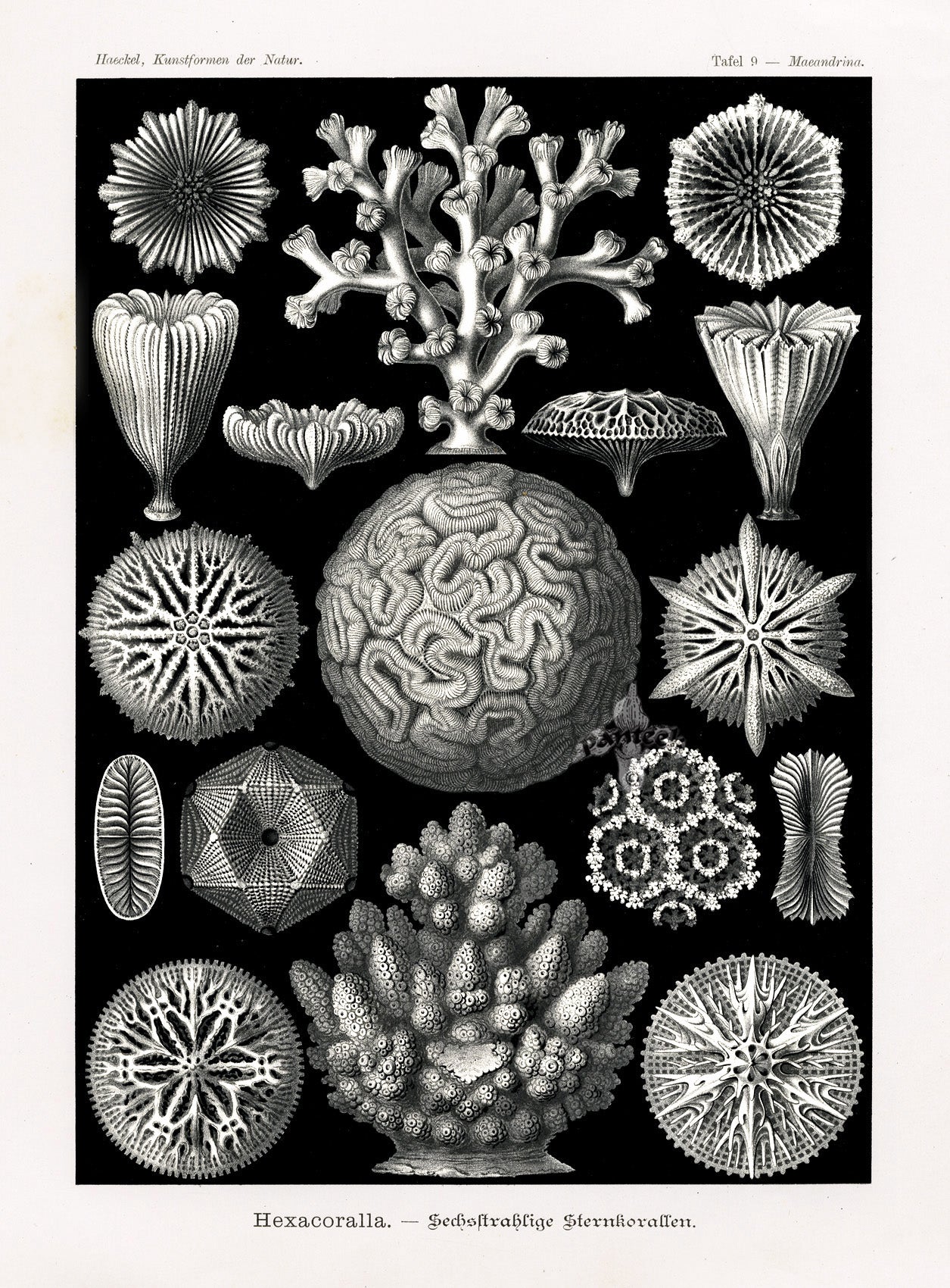 Ernst Haeckel Marine Life Shells Brain Coral