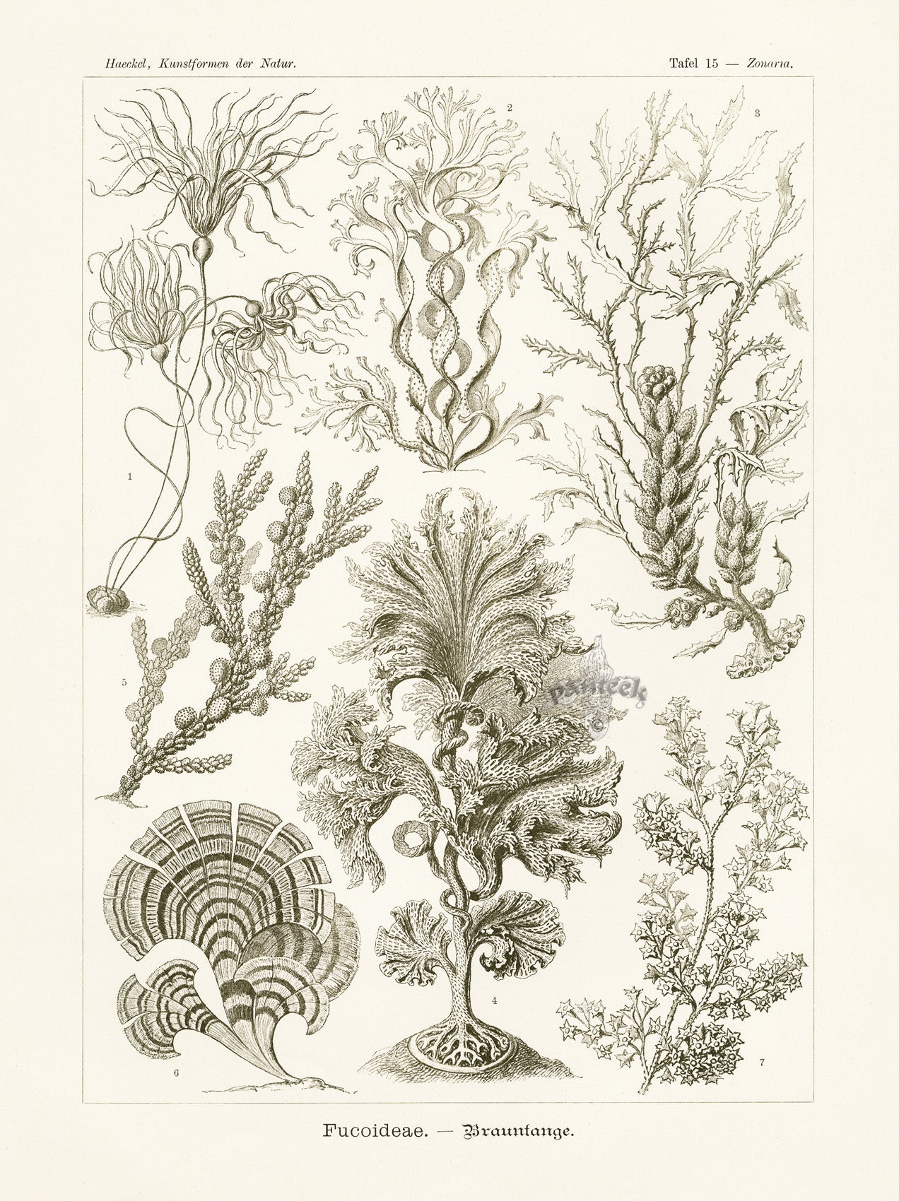 Ernst Haeckel Marine Life Shells Brown Algae