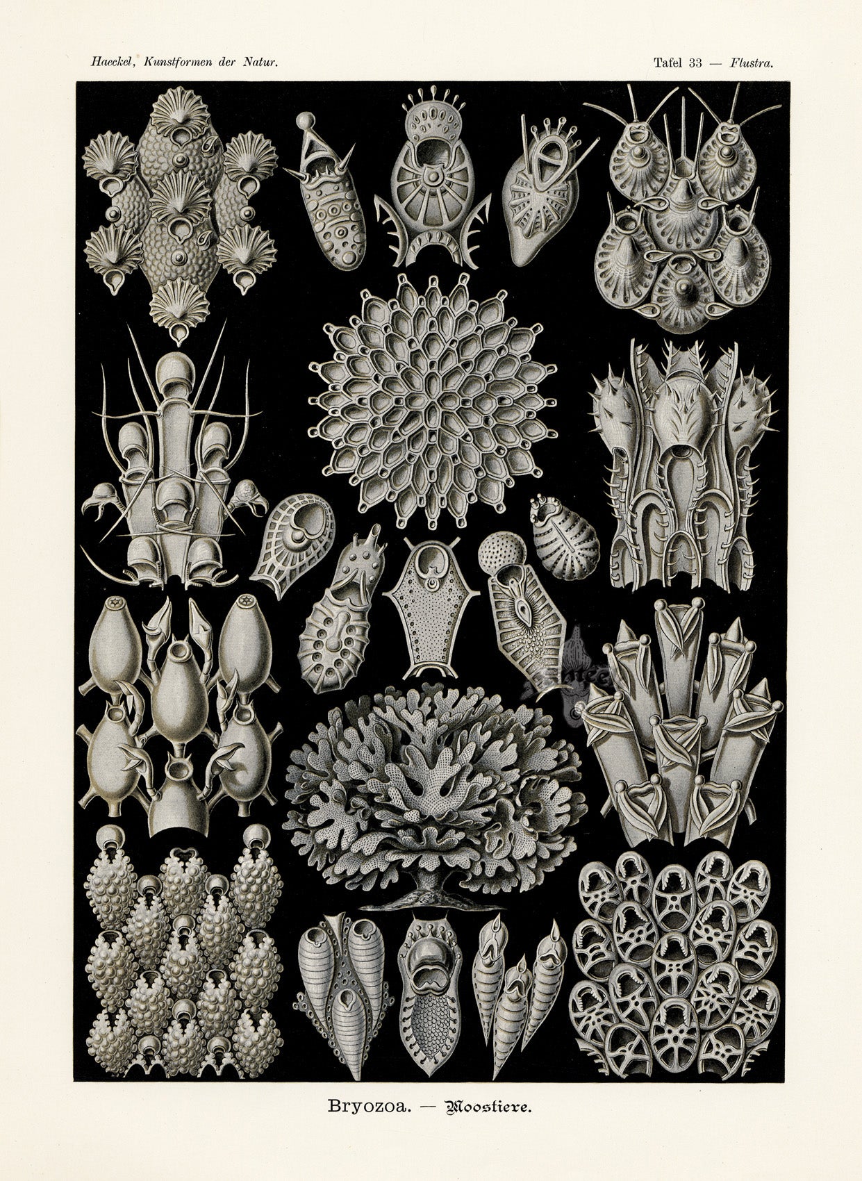 Ernst Haeckel Marine Life Shells Bryozoa