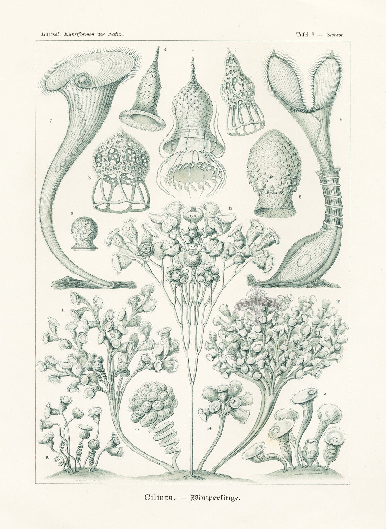 Ernst Haeckel Marine Life Shells Ciliata Protozoans