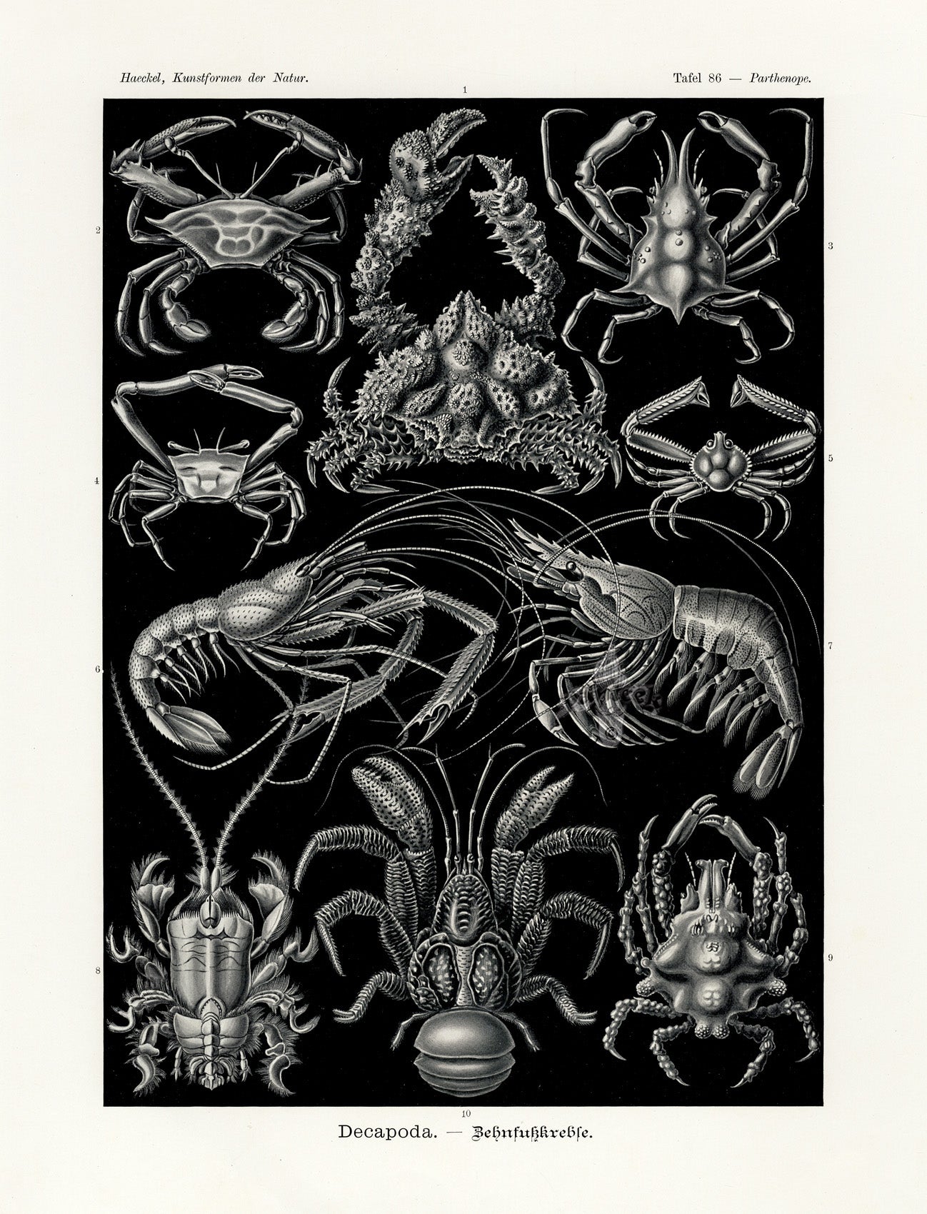 Ernst Haeckel Marine Life Shells Crab, Shrimp