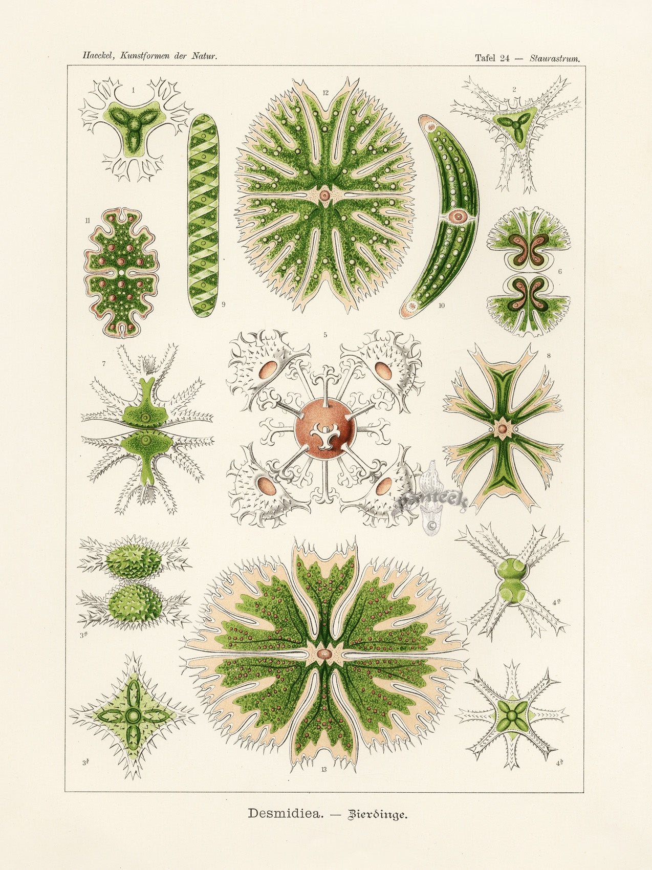 Ernst Haeckel Marine Life Shells Desmidiea: Golden Algae