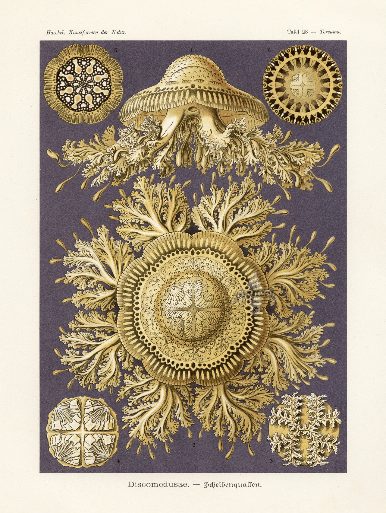 Ernst Haeckel Marine Life Shells Disc Jellyfish