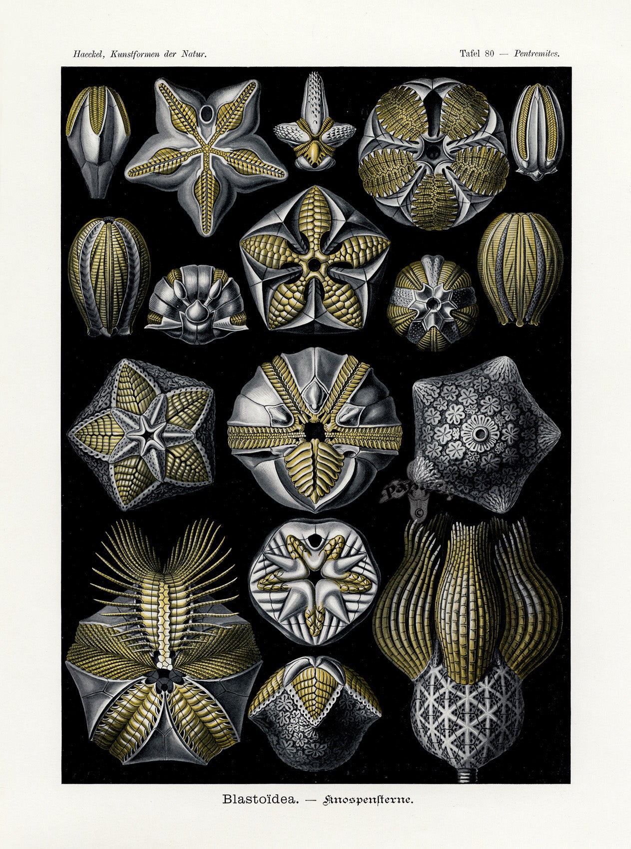 Ernst Haeckel Marine Life Shells Extinct Seabuds