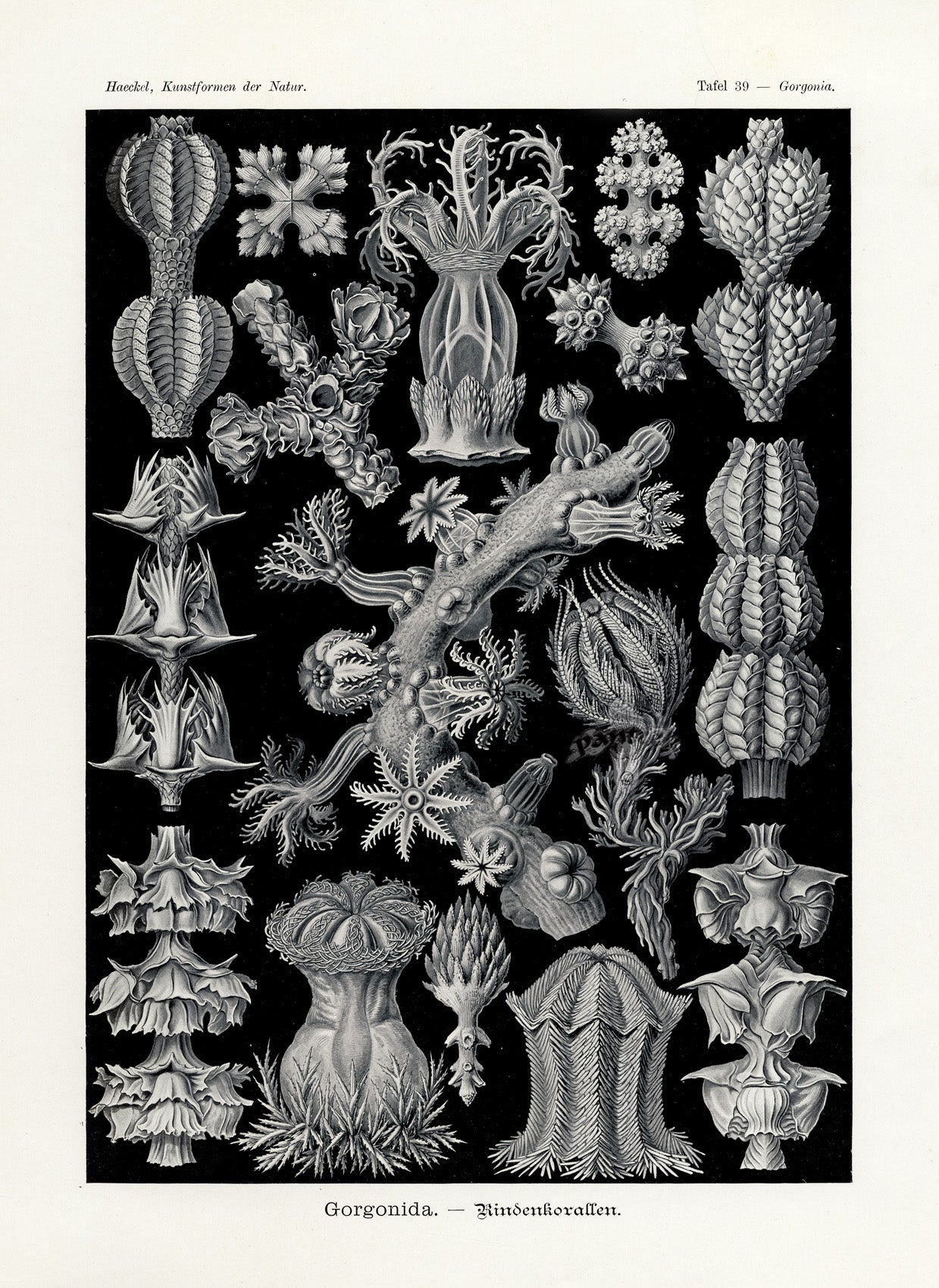 Ernst Haeckel Marine Life Shells Gorgonida Soft Coral