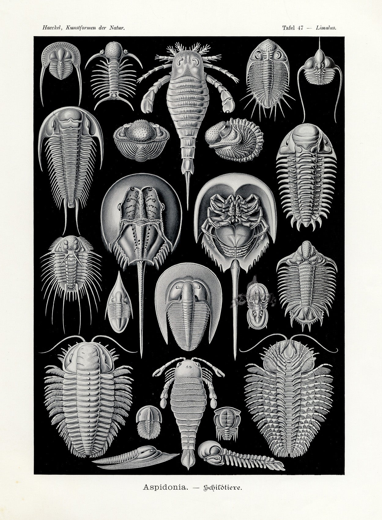 Ernst Haeckel Marine Life Shells Horse Shoe Crab