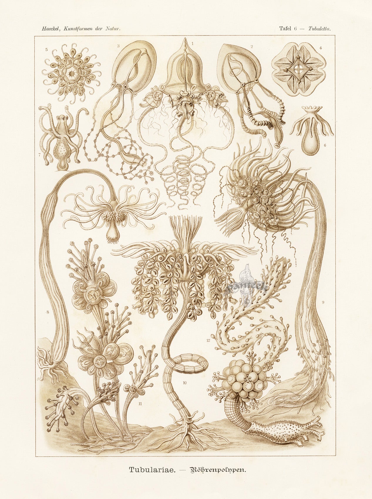 Ernst Haeckel Marine Life Shells Pink-hearted Hydroids