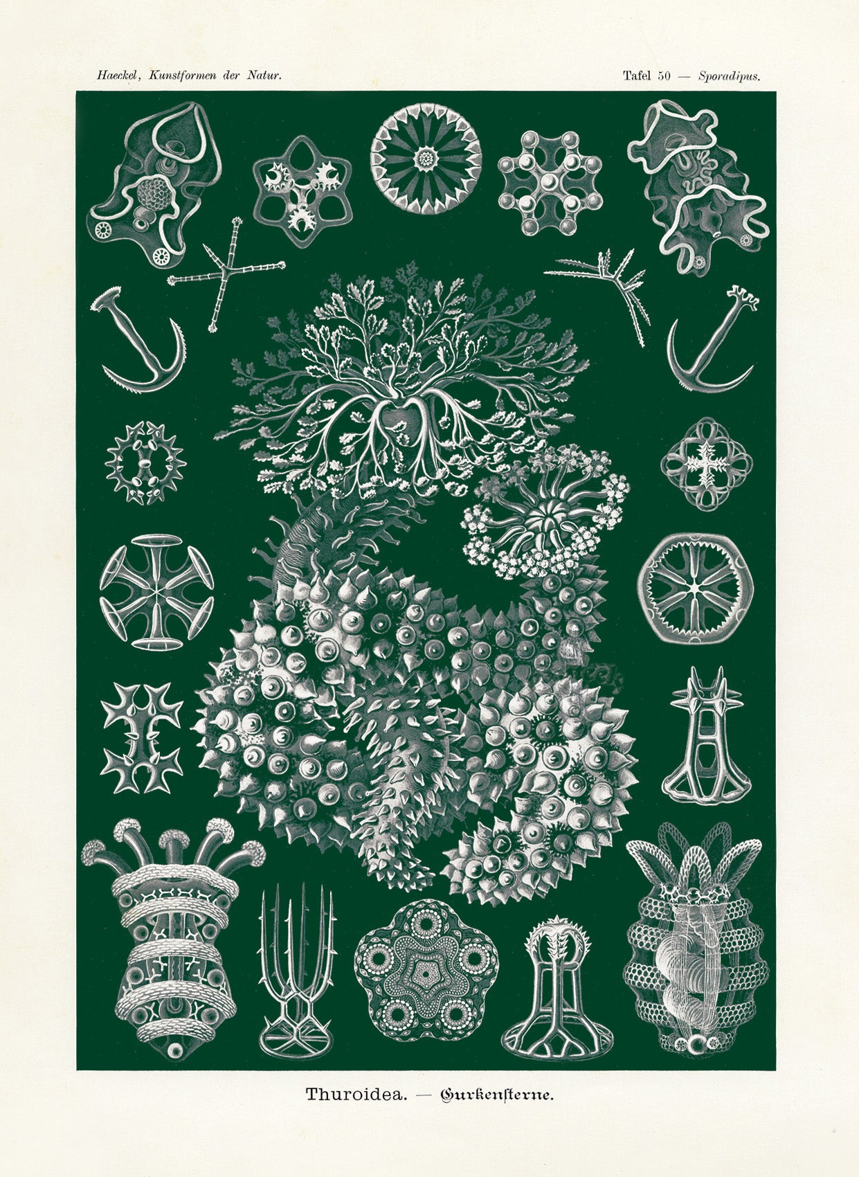 Ernst Haeckel Marine Life Shells Sea Cucumber