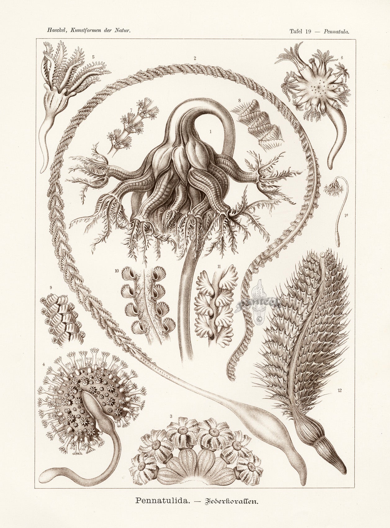 Ernst Haeckel Marine Life Shells Sea Feathers
