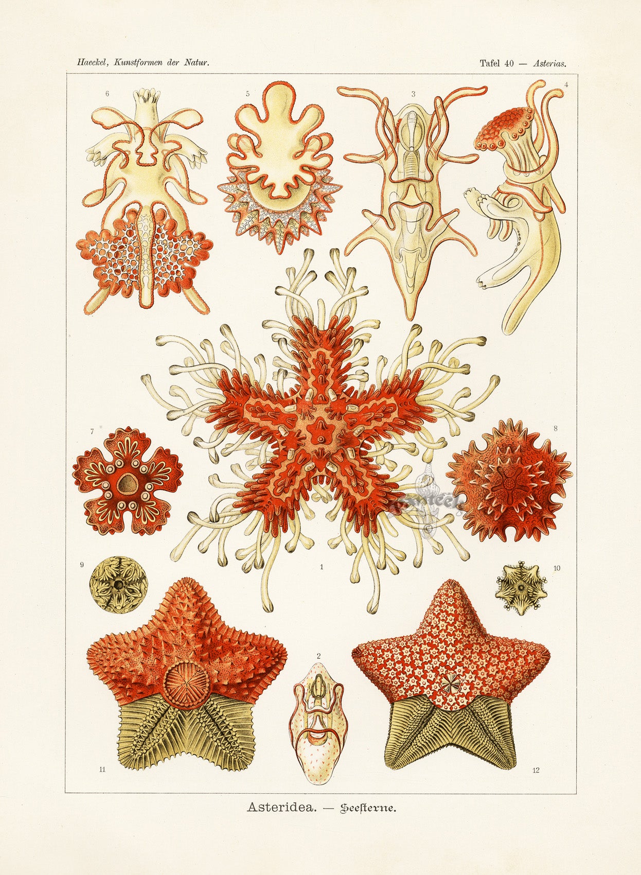 Ernst Haeckel Marine Life Shells Sea Stars