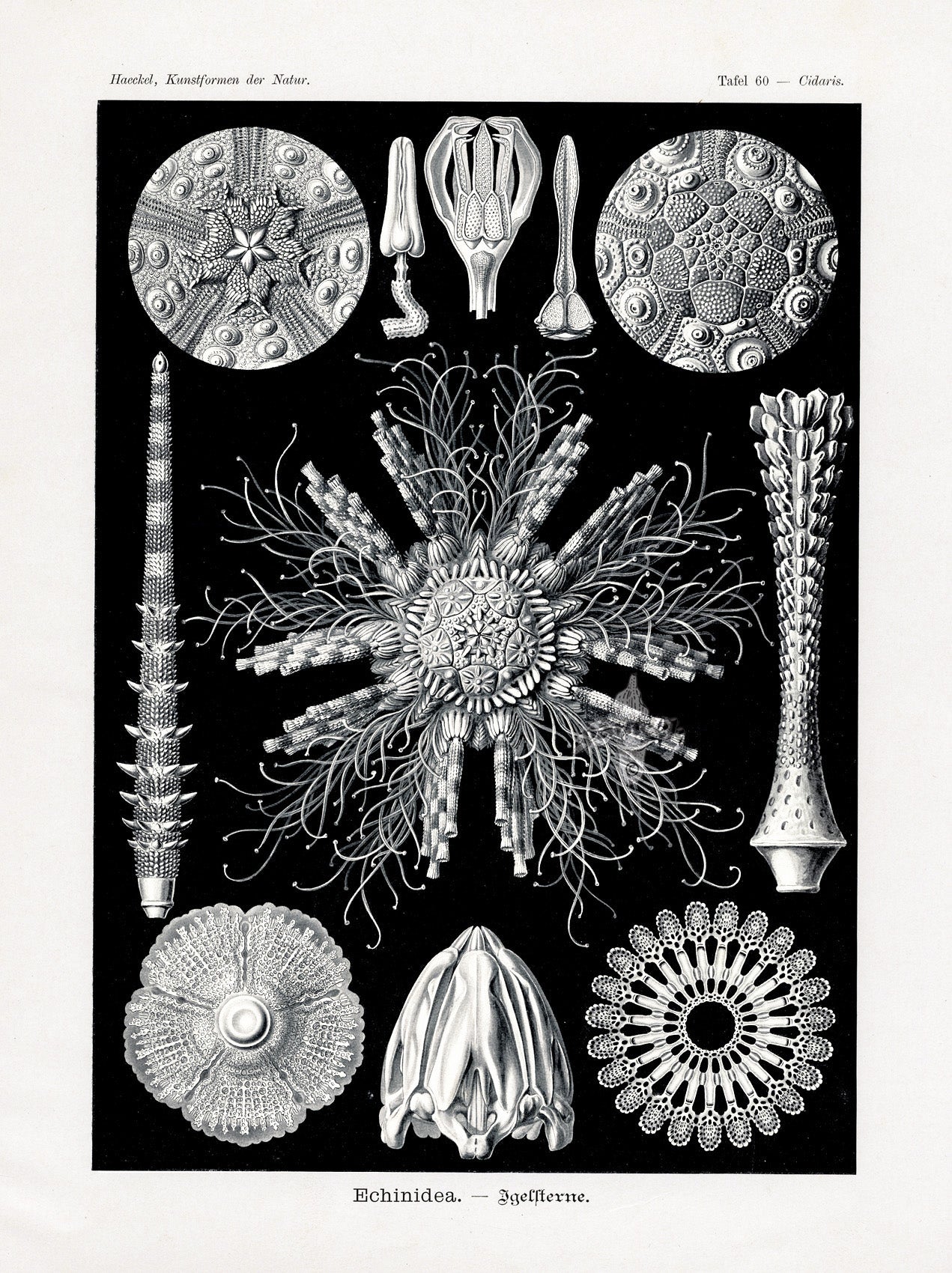 Ernst Haeckel Marine Life Shells Sea Urchins