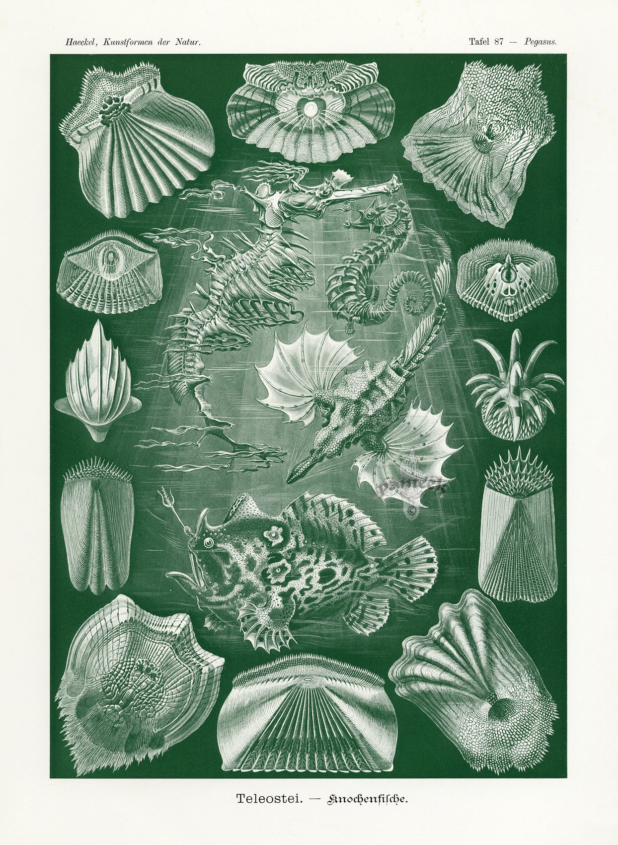 Ernst Haeckel Marine Life Shells Seahorse