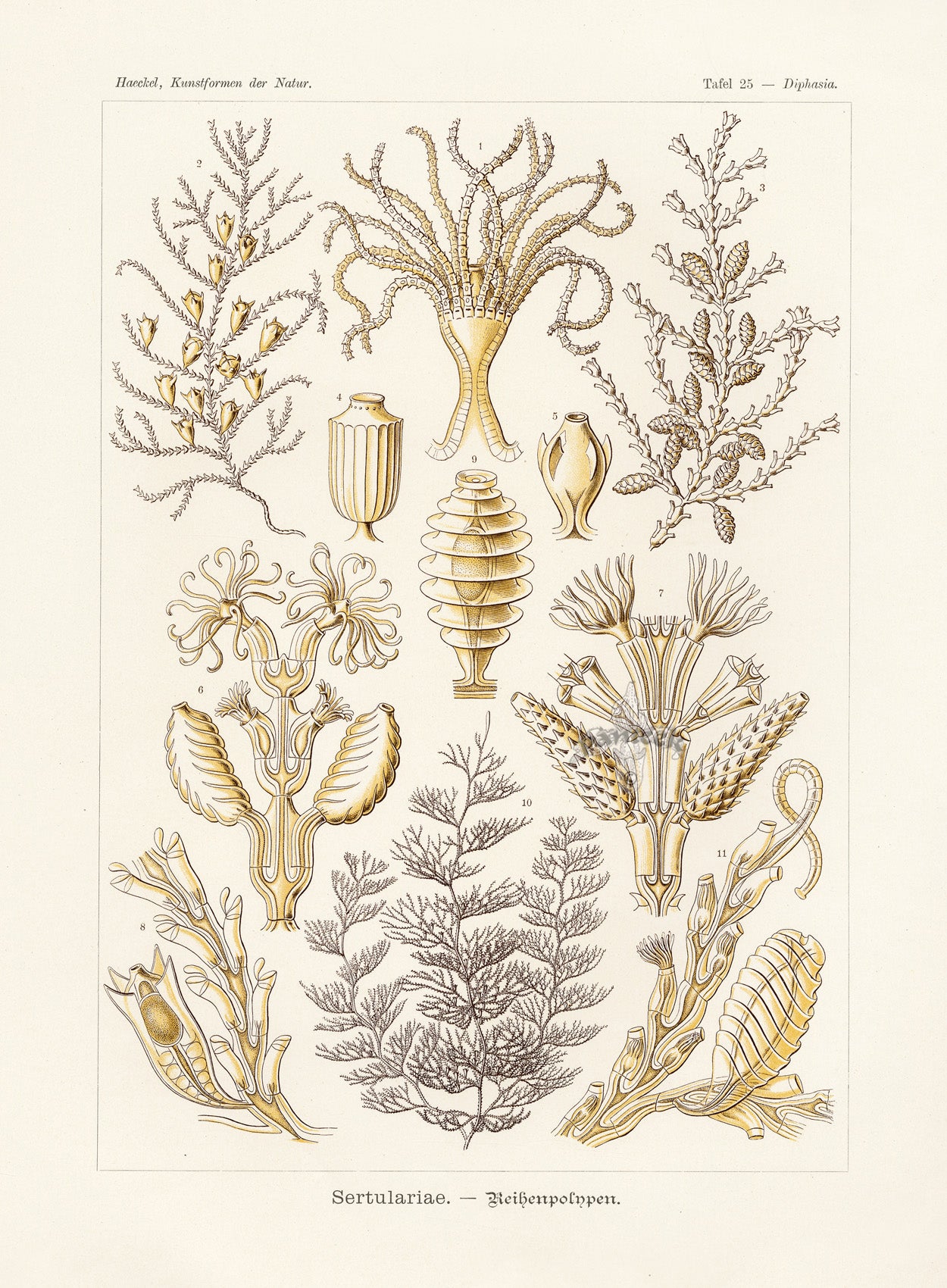Ernst Haeckel Marine Life Shells Sertulariae Hydroids