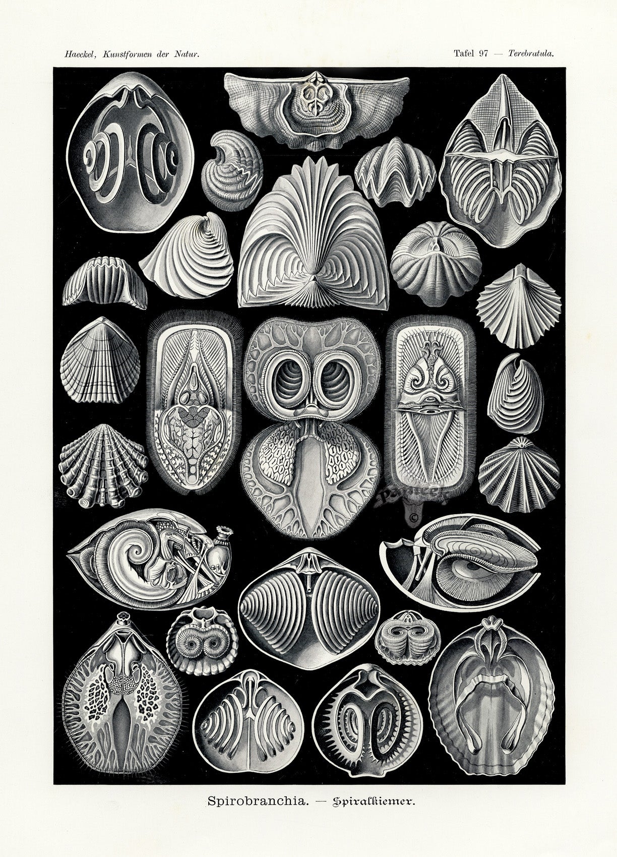Ernst Haeckel Marine Life Shells Spirobranchia Shells