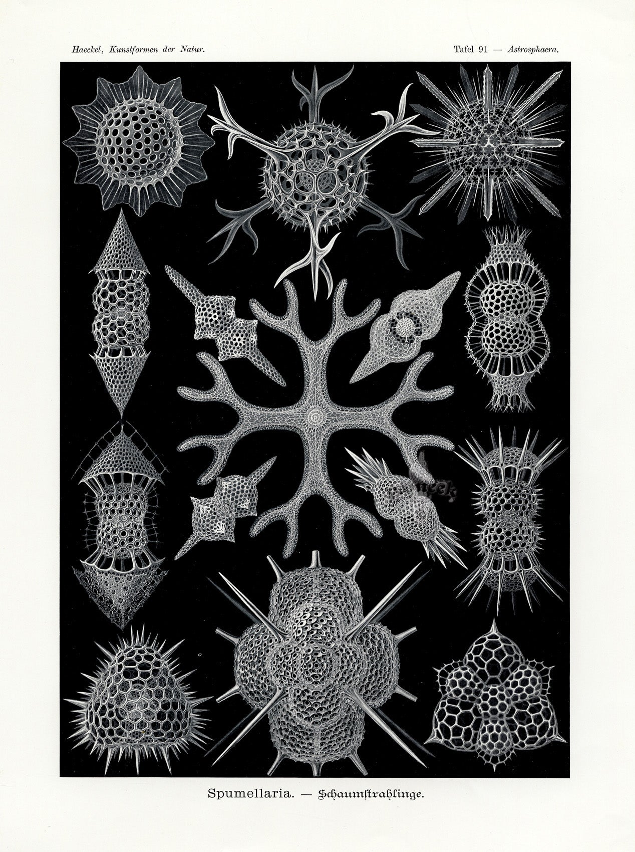 Ernst Haeckel Marine Life Shells Spumellaria