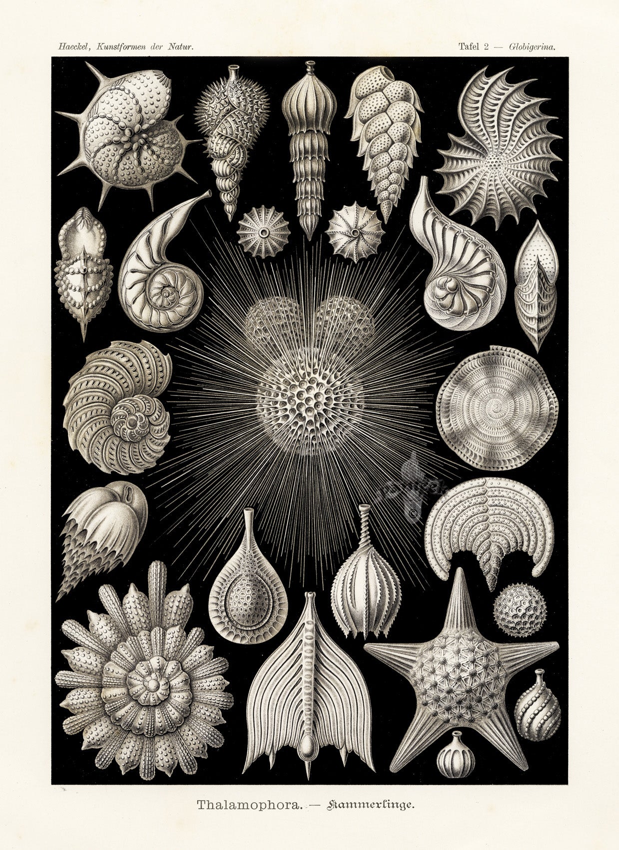 Ernst Haeckel Marine Life Shells Starfish
