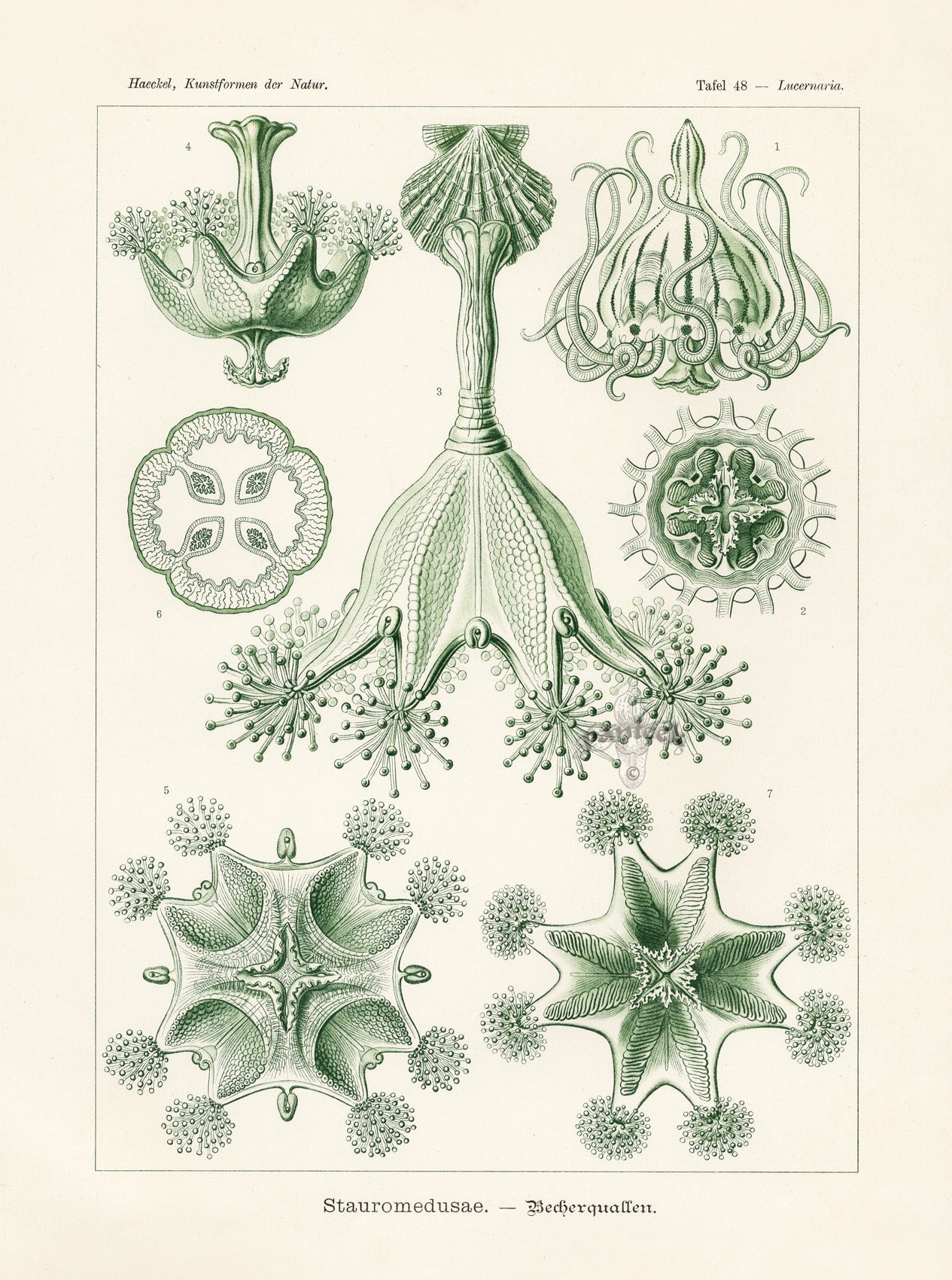 Ernst Haeckel Marine Life Shells Stauromedusae Jellyfish