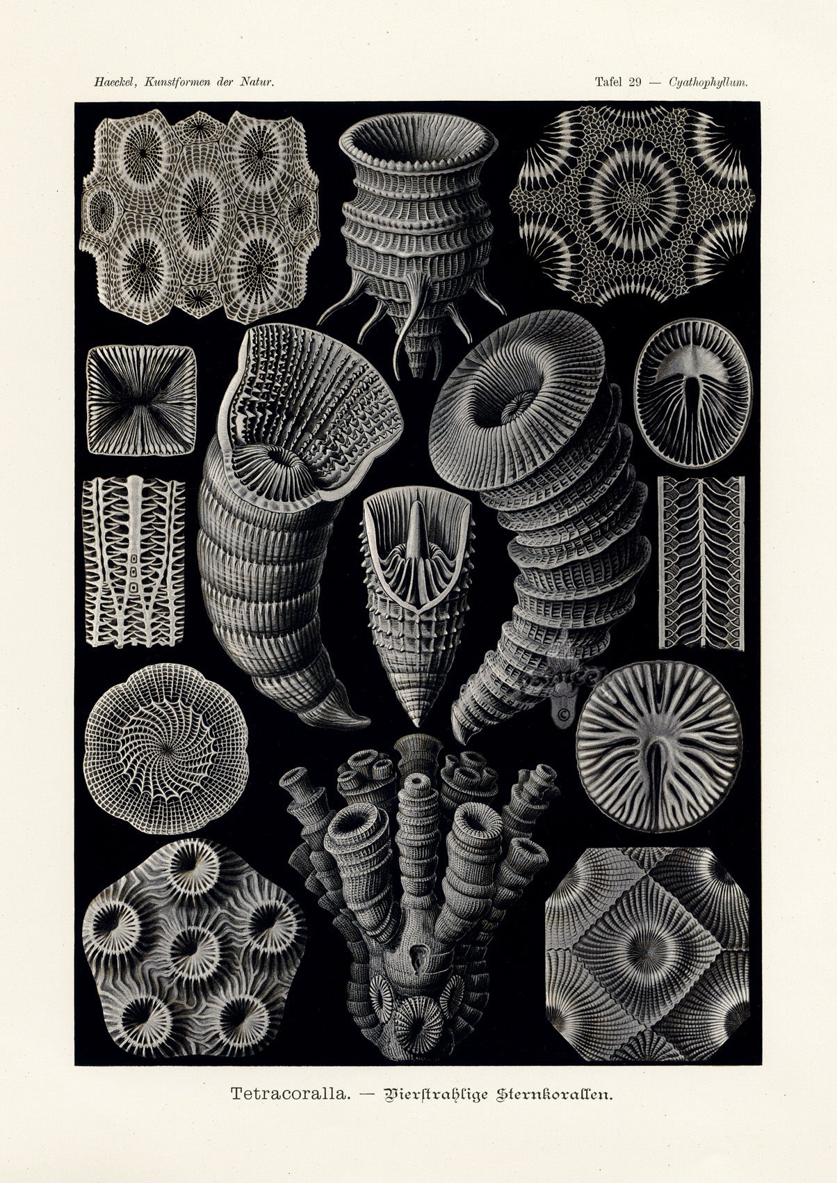 Ernst Haeckel Marine Life Shells Tetracoralla Corals