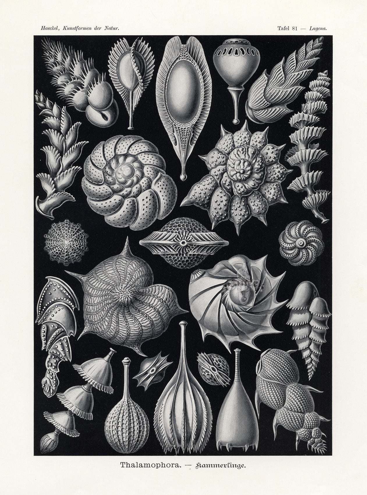 Ernst Haeckel Marine Life Shells Thalamophora Shells