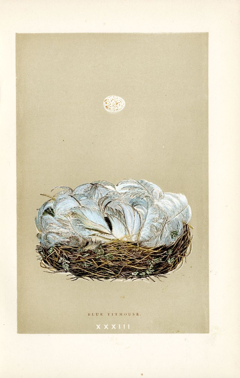 F.O. Morris Original Nest Egg Prints Blue Tit