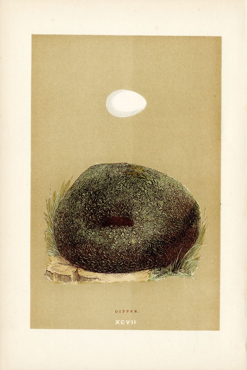 F.O. Morris Original Nest Egg Prints Dipper